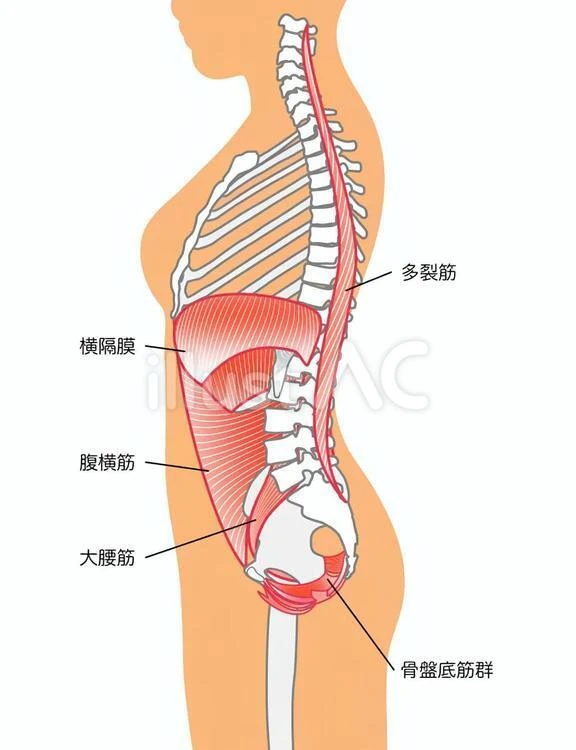 産後腰痛の原因
